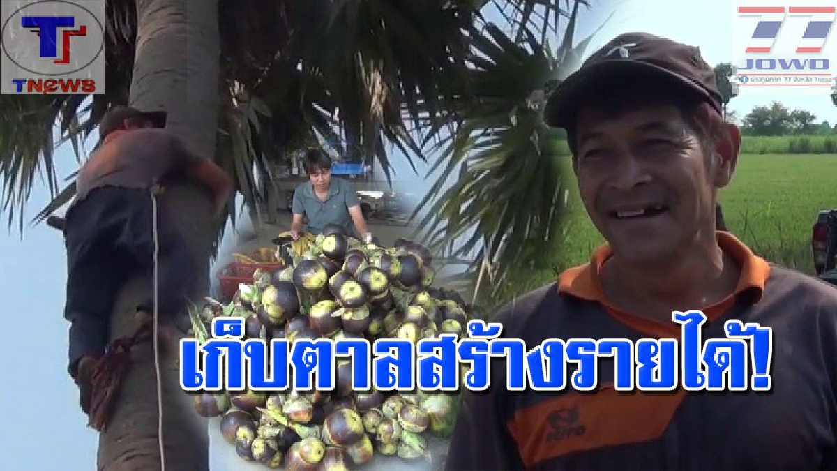 ทุ่มเททุกหยาดเหงื่อ !! สมาชิก อบต.ปีนตาลขายสร้างรายได้ช่วงหน้าแล้ง ลั่น! เก็บตาลไม่ใช่เรื่องง่าย เจอสัตว์ร้ายนานาชนิด สุดอันตราย!? (คลิป)