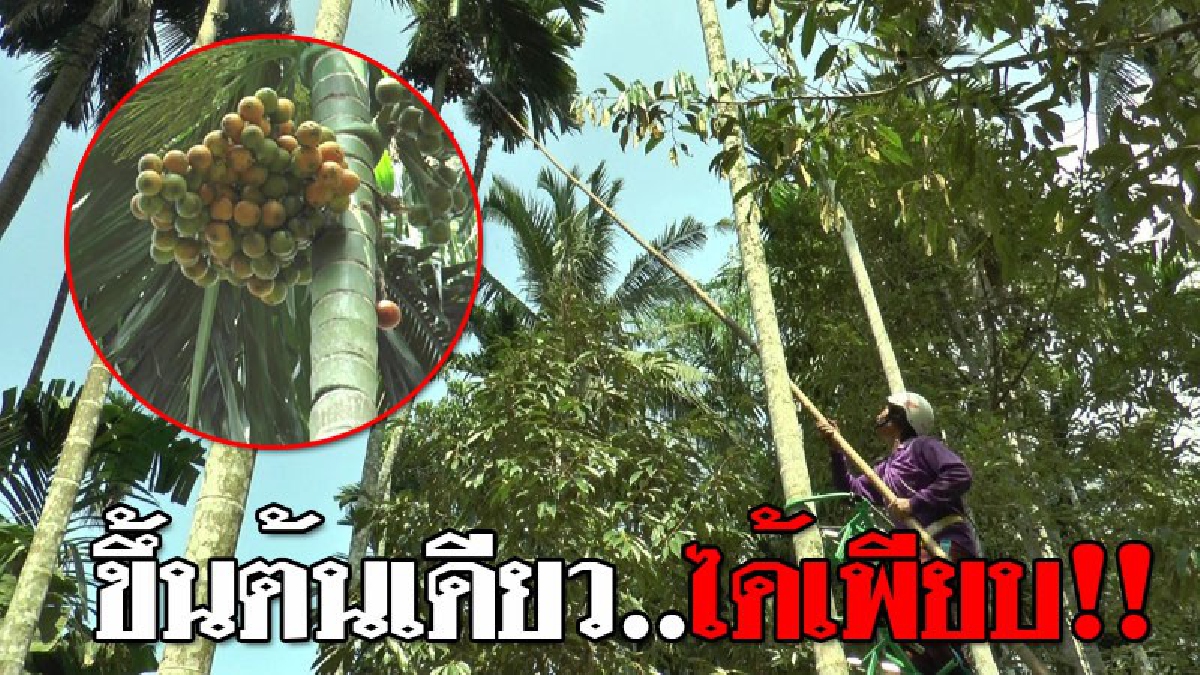 ไอเดียสุดบรรเจิด ! โคตรเจ๋งที่ขึ้นต้นหมาก ตัดปัญหาไม่มีไม้สอย ขึ้นต้นเดียวสามาถเก็บต้นที่อยู่รอบๆได้ทุกต้น ไม่ว่าจะสูงแค่ไหน..!??