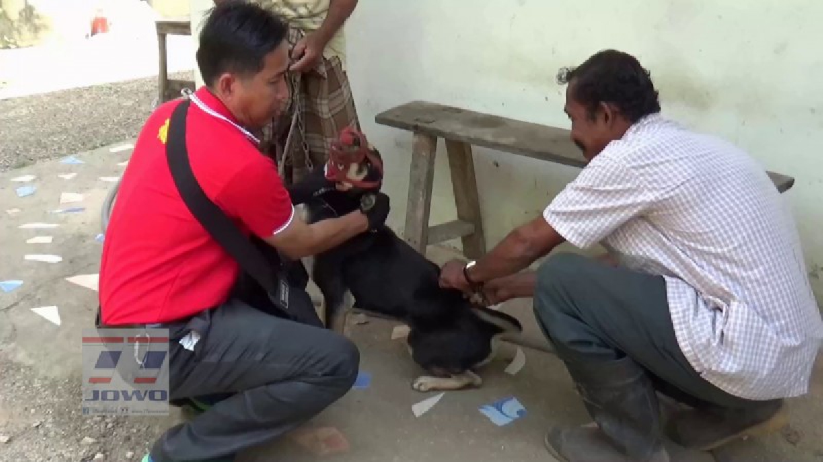 ปศุสัตว์ตรังเร่งฉีดวัคซีนสุนัขจรจัด และแมวในรัศมี 1-5 กม.อย่างเร่งด่วน พบผู้เสียชีวิตแล้ว 1 คน (ชมคลิป)