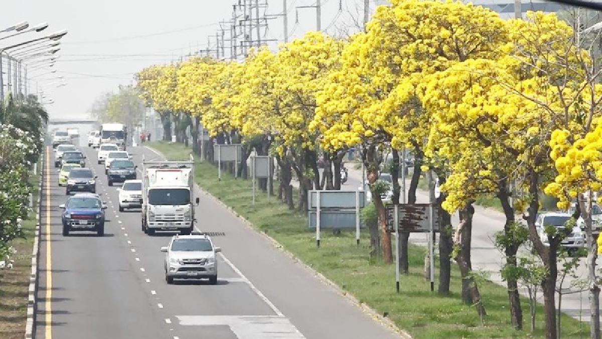สวยงามสุดใจ ! “ถนนสายเหลือง” สะพรั่งสดใส “ดอกเหลืองปรีดียาธร” ยาวเหยียดเต็ม ถ.มิตรภาพ..ต้อนรับฤดูร้อน (ชมคลิป)