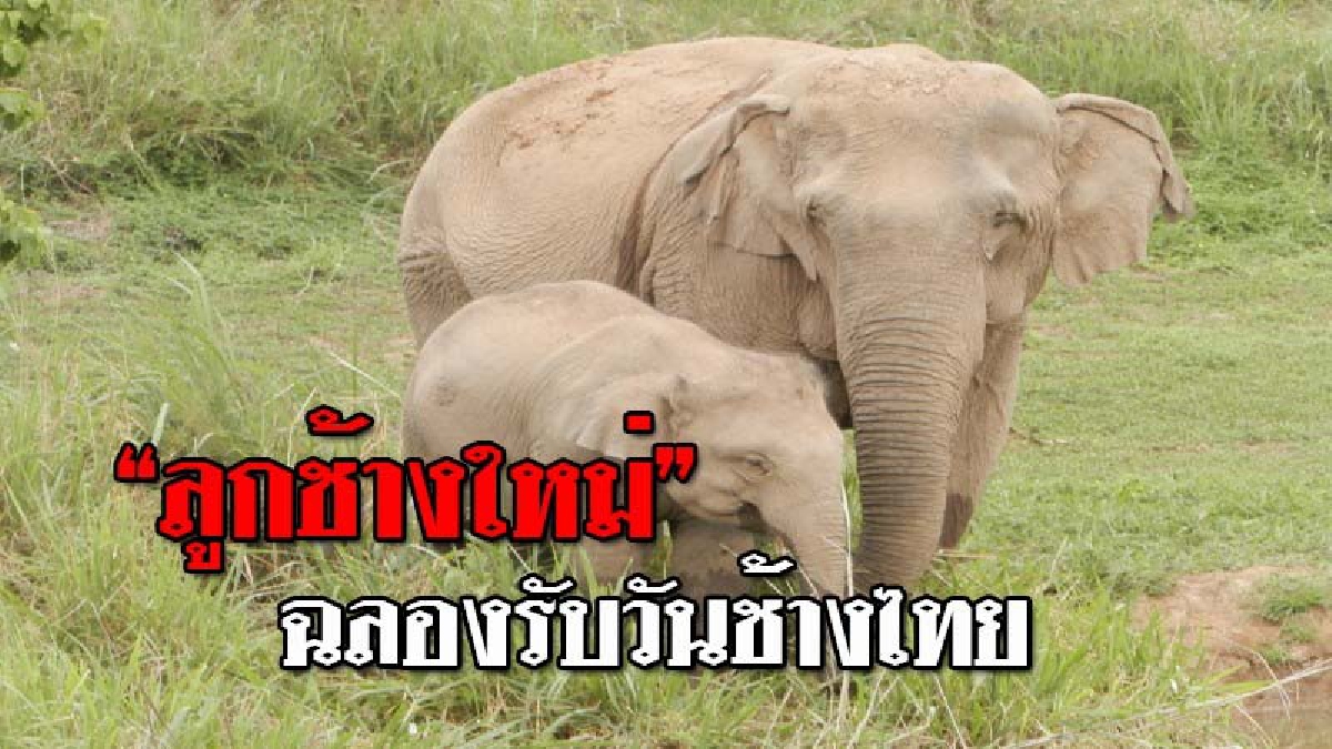 ข่าวดีรับวันช้างไทย !! เขตรักษาพันธุ์ฯซับลังกาสุดดีใจ แม่ช้างตกลูกใหม่เพศเมีย พบสมเด็จพระเทพฯ ทรงปล่อยช้างและสัตว์ป่าหายาก เพื่อการอนุรักษ์