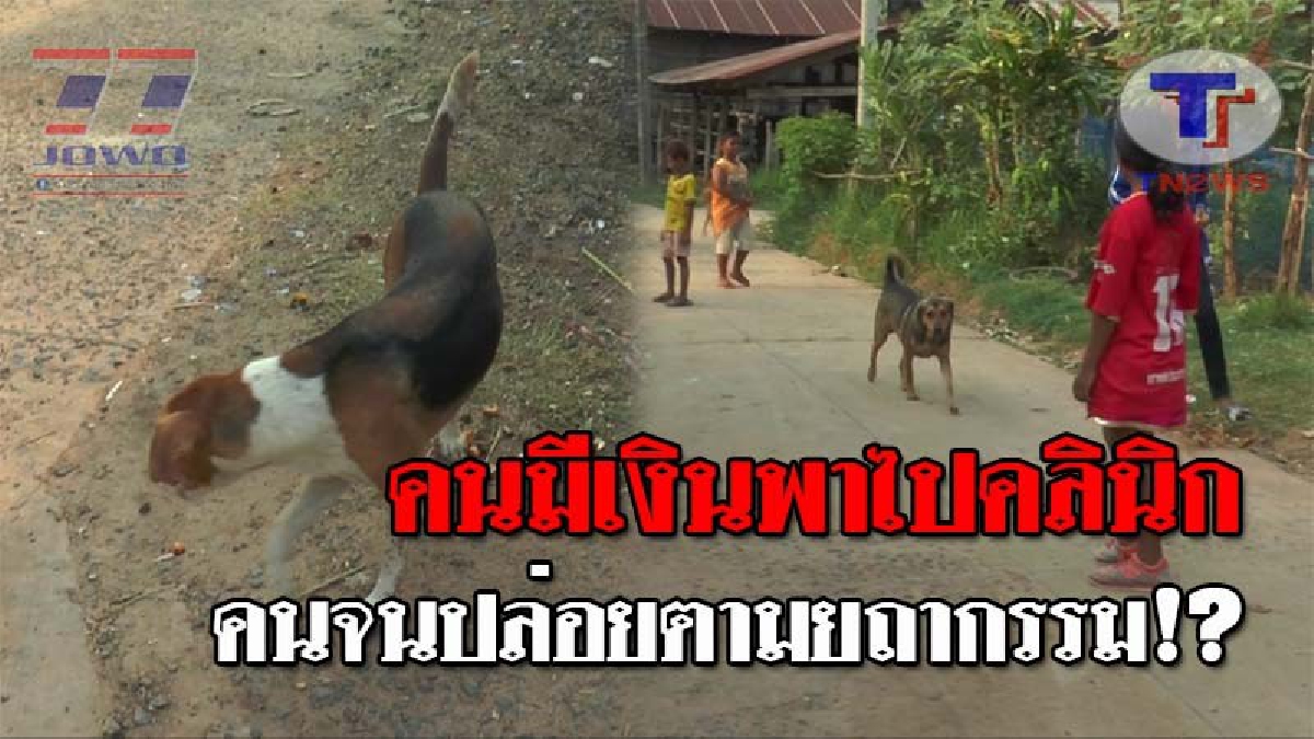 ผวากันทั้งจังหวัด..!! ชาวบ้านวิตก หลังพิษสุนัขบ้าระบาดหนัก เผยไม่มีหน่วยงานใดมาดูแล แถม สตง.สั่งห้ามซื้อวัคซีนนาน 3 ปี!? (ชมคลิป)