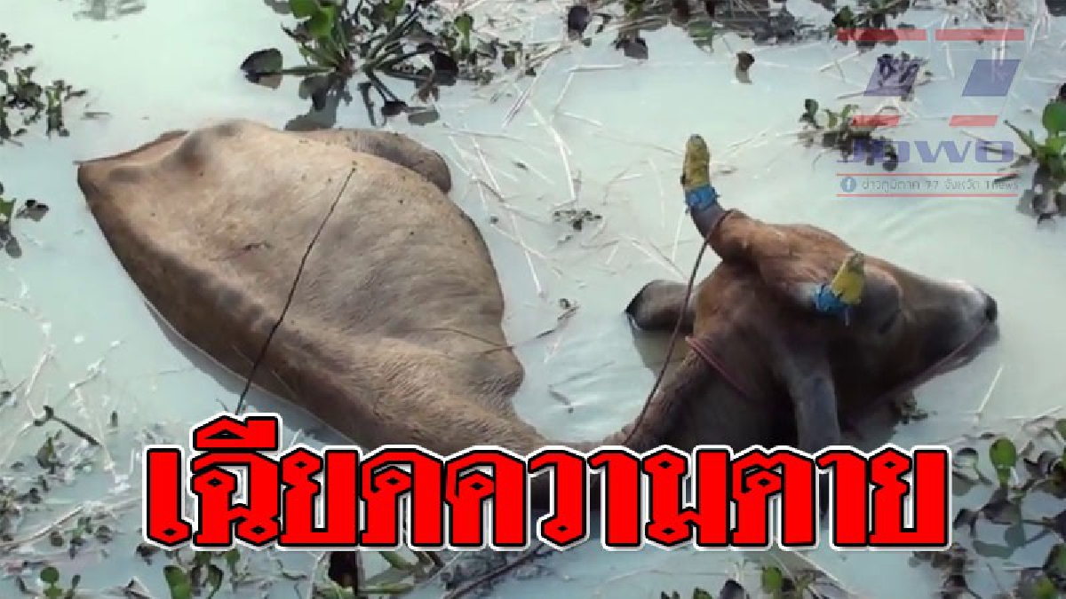 ชะตาเกือบขาด ! วัวแม่ลูกอ่อนพลัดตกสระน้ำกลางทุ่งนา ทำเอาเจ้าของรีบโร่ไปขอความช่วยเหลือด่วน กลัวว่าจะสิ้นใจ..!? (ชมคลิป)