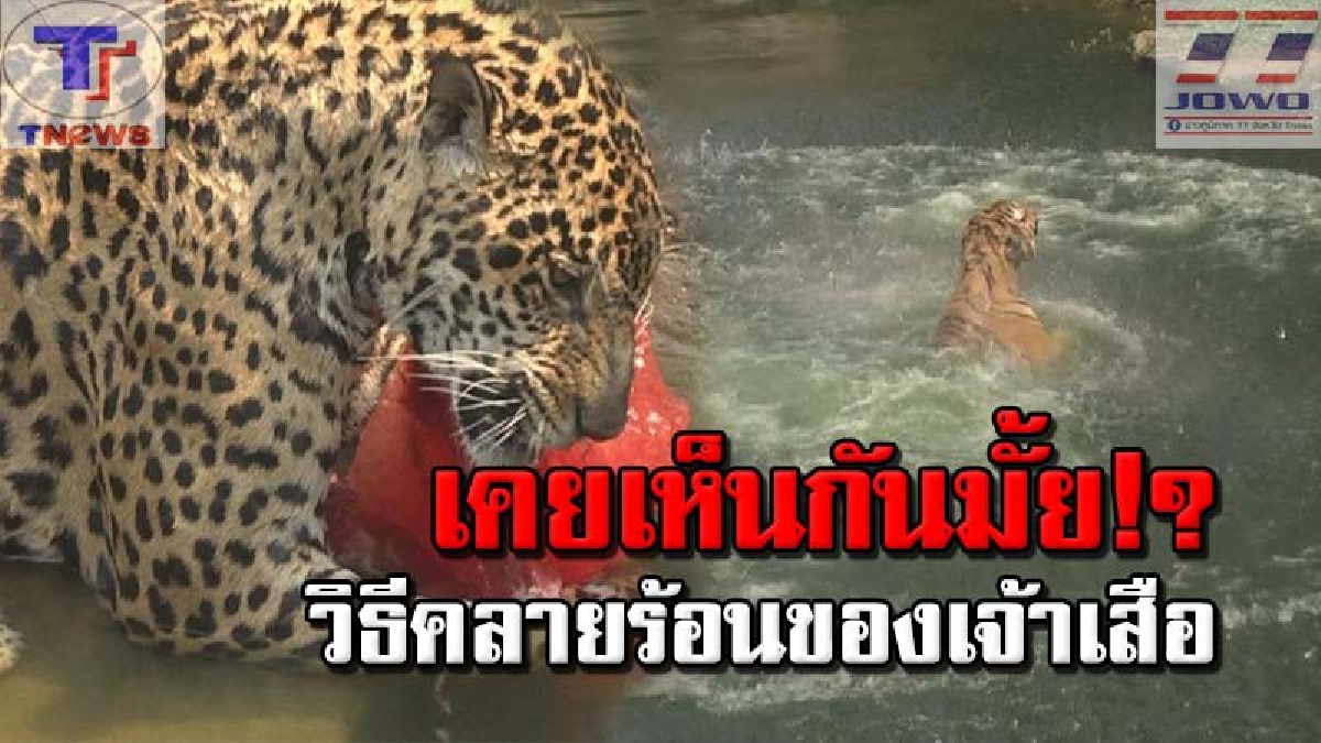 เปิดภาพน่ารัก.."เสือโคร่งกระโดดน้ำ กินก้อนเนื้อแช่แข็ง" คลายร้อน! พอดูดีดีแล้วหลงรัก..นี่มันแมวยักษ์ชัดๆ! (คลิป)