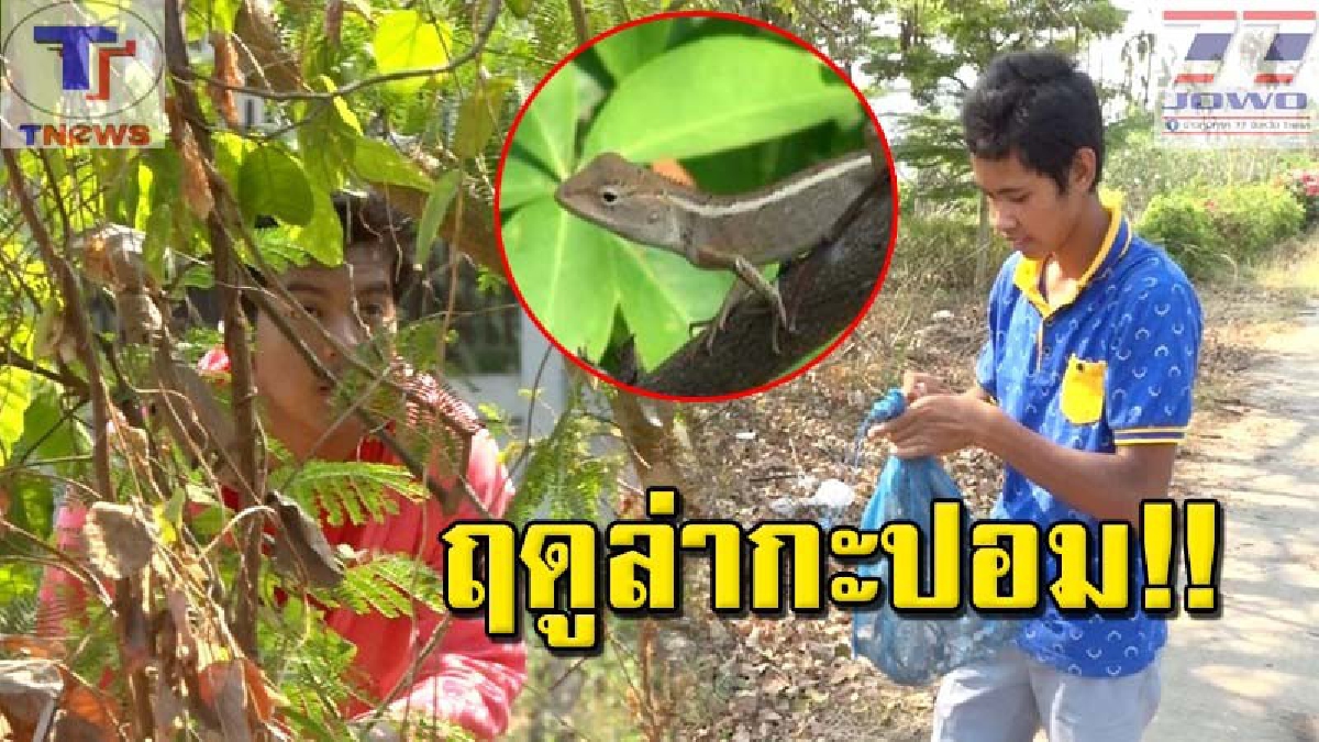 คึกคักกันใหญ่ !! อากาศร้อนแบบนี้.."ฤดูล่ากะปอม" มาถึงแล้ว! ชาวบ้านแห่ออกจับกิ้งก่า ทำเมนูเด็ดรับประทาน เห็นแล้วน้ำลายสอ!! (คลิป)