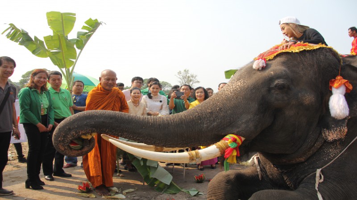 วังช้างอยุธยาแลเพนียด   จัดเลี้ยงโต๊ะจีนช้างคึกคัก นิมนต์เกจิชื่อดังบังสุกุลช้างที่ล้มและประพรหมน้ำมนต์  (มีคลิป)