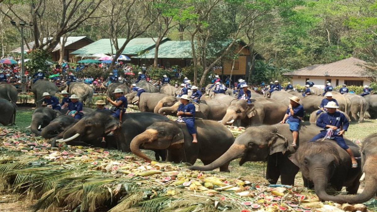 วันช้างไทย" ที่ปางช้างแม่สาเชียงใหม่ เยาวชนประชาชนหันมาหวงแหนอนุรักษ์ช้างไทยให้ยั่งยืนมากขึ้น
