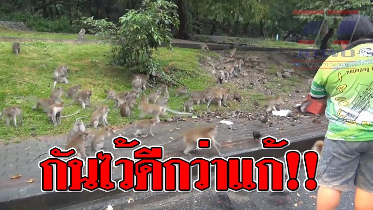#เตือนระวัง ! สำนักงานปศุสัตว์ห่วงลิงเขาน้อยและเขาตังกวนที่มีอยู่หลายพันตัว อยู่ในข่ายสัตว์ที่นำพาเชื้อโรค "พิษสุนัขบ้า" สู่คน..!??