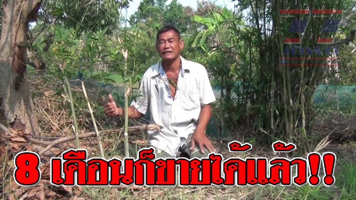 เป็นอีกทางเลือก ! เกษตรกรปลูก "ไผ่หวาน" สร้างอาชีพ ขายหน่อ กินสด หวานมันกรอบ เผยปลูกแค่ 8 เดือน ก็เริ่มเก็บผลผลิตได้..!?