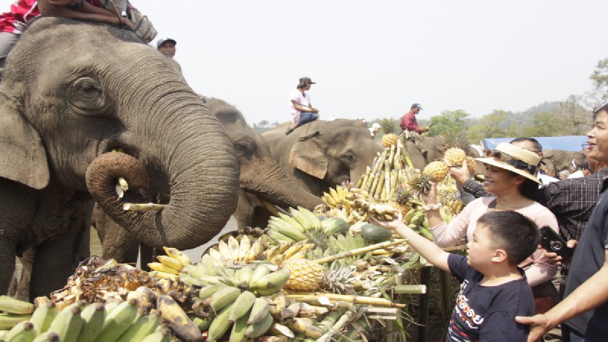 ขันโตกช้าง!!!ชาวกระเหรี่ยงบ้านรวมมิตรจัดยิ่งใหญ่ ทำพิธีศาสนาดำหัวตั้งขันโตกกลางน้ำกกให้ช้างเต็มอิ่มวันช้างไทย(คลิป)