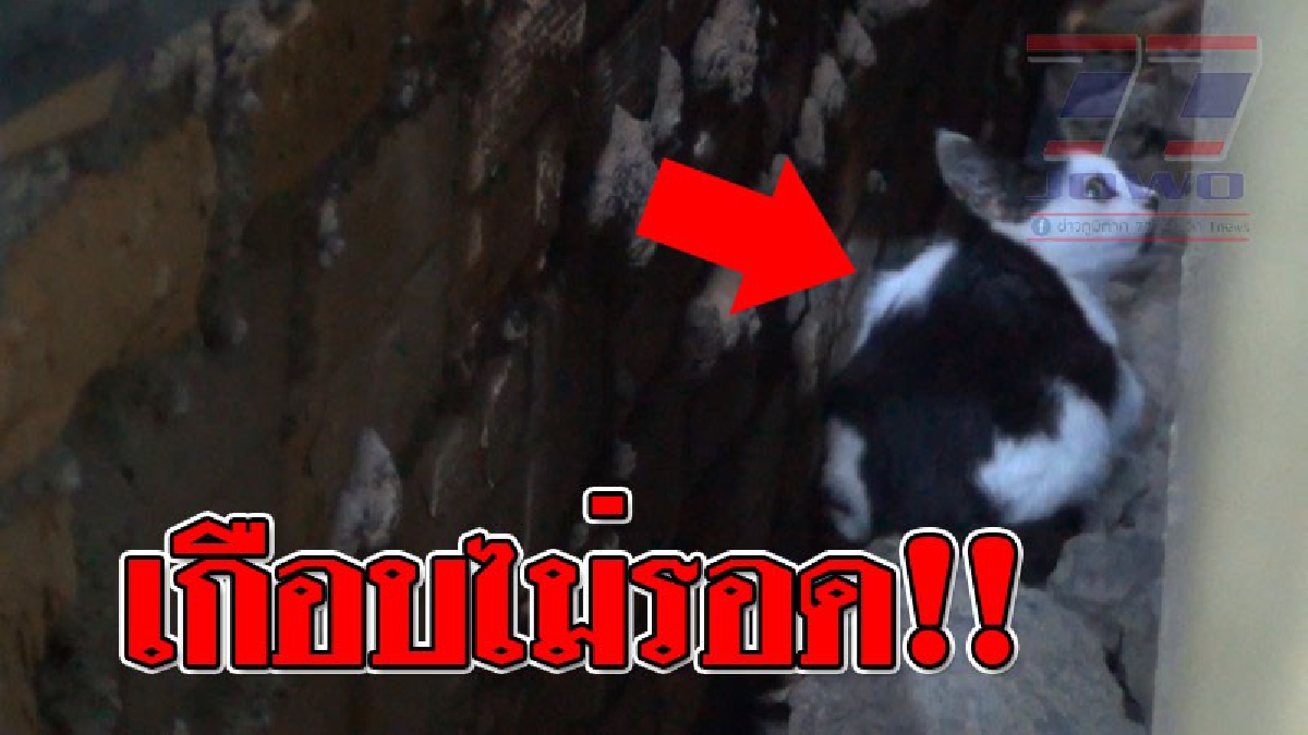 ยอมรื้อเพื่อช่วยชีวิต ! น้ำใจสุดยิ่งใหญ่ เจ้าของร้านแว่นใจดี ยอมให้รื้อผนัง ช่วยชีวิตลูกแมวที่เข้าไปติดในซอกตึก..!??