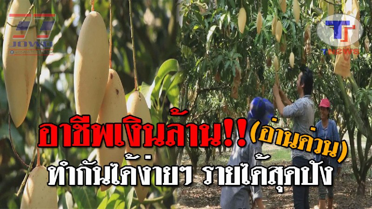รวยเปรี้ยงเป็นเศรษฐี..!! เกษตรกรรุ่นใหม่-ภรรยา ต่อยอดอาชีพ ปลูกมะม่วงน้ำดอกไม้สีทอง ส่งออกออก สุดเหลือเชื่อ สร้างรายได้นับล้านต่อปี!? (คลิป)