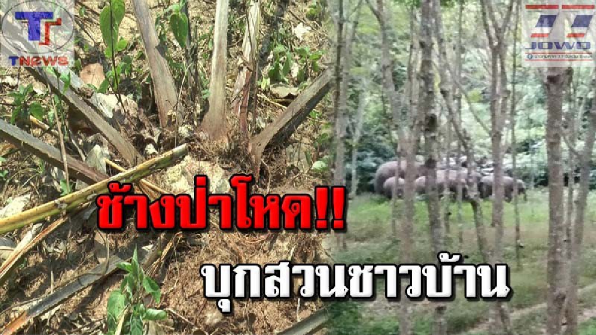 มายกโขลง !! เปิดคลิปช้างป่า ขณะออกหากินในสวนของชาวบ้าน ทำลายสิ้น ทั้งสวนยาง สวนผลไม้ เสียหายย่อยยับ!! (คลิปเหตุการณ์)
