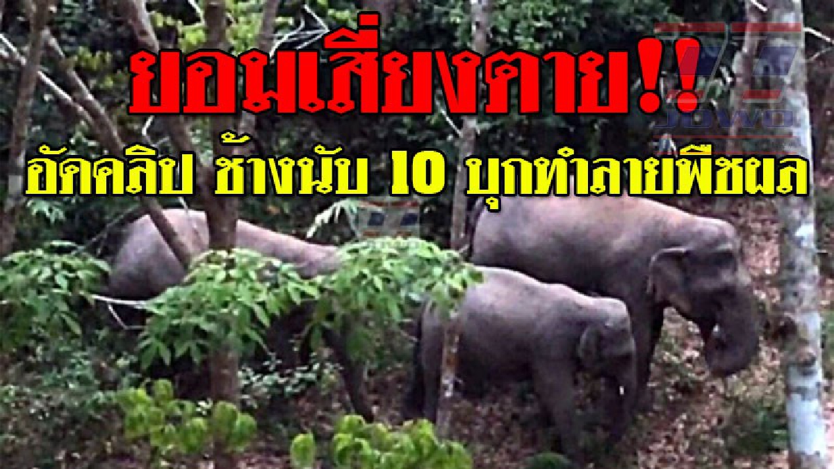 โคตรระทึก!! วินาทีชาวบ้านยอมเสี่ยงตาย อัดคลิปช้างป่านับสิบ บุกทำลายพืชผลทางการเกษตร หวังอยากให้มีคนยื่นมือเข้ามาช่วยอละจัดการ..!?? (ชมคลิป)