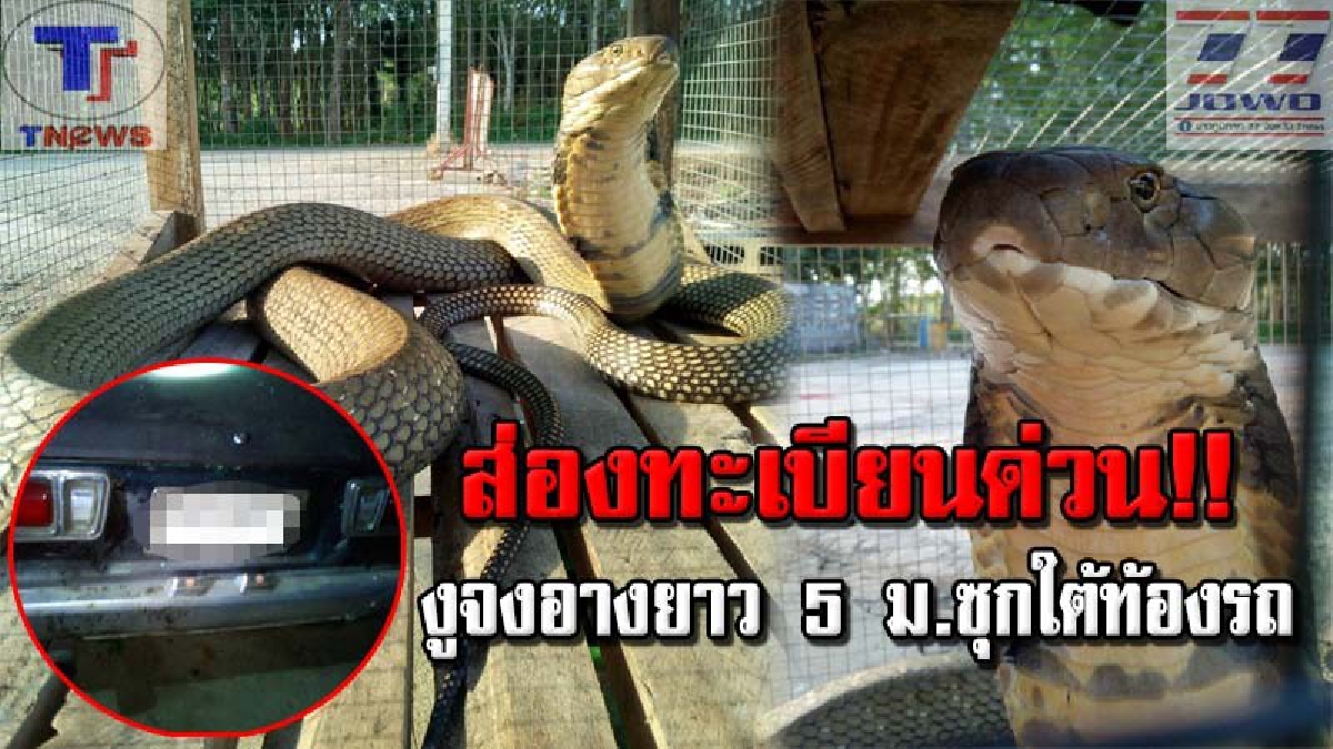 ส่องทะเบียนรถด่วน !! เจ้าของแทบช็อก เจอทวดงูจงอางยักษ์ยาว 5 ม. เลื้อยเข้าใต้ท้องรถ ตกใจวิ่งหนีแทบไม่ทัน คอหวยจดเลขแทบไม่ทัน(ชมคลิป)