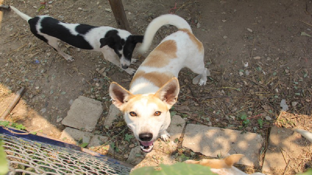 บ้านคุ้มภัยสุนัขจรจัด เร่งฉีดวัคซีนป้องกันการระบาดของโรคพิษสุนัขบ้า หลังพบการแพร่ระบาดเกือบทั่วประเทศ
