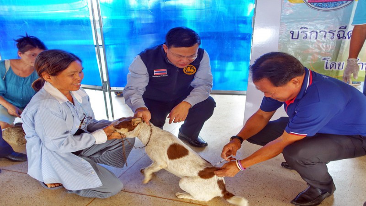 หวั่นโรคพิษสุนัขบ้าระบาดหนัก !! ปศุสัตว์จับมือโรงพยาบาลและท้องถิ่น เดินหน้ารุกเข้าชุมชนรณรงค์ฉีดวัคซีนป้องกันโรคพิษสุนัขบ้าทุกตัว