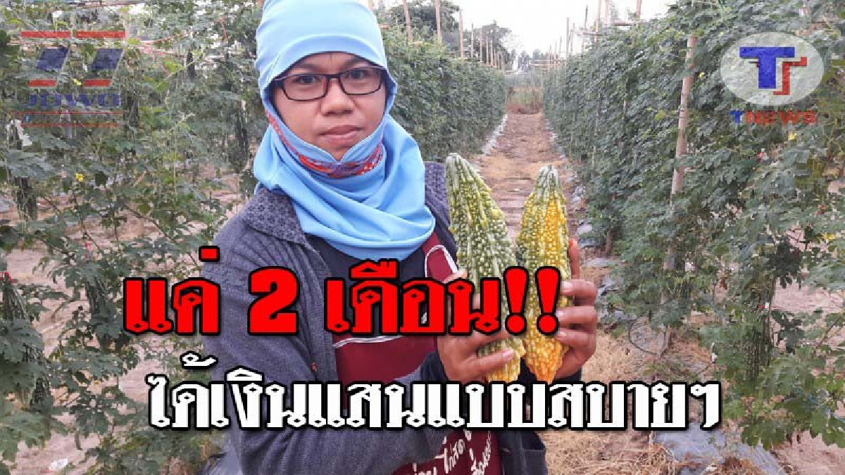 ชี้ทางรวย..!! ปลูกกันได้ง่ายๆ สร้างรายได้ดี มะละขี้นกยักษ์ 900 ต้น เตรียมตัวนับเงินแสน เข้ากระเป๋าแบบสบายๆ!? (ชมคลิป)