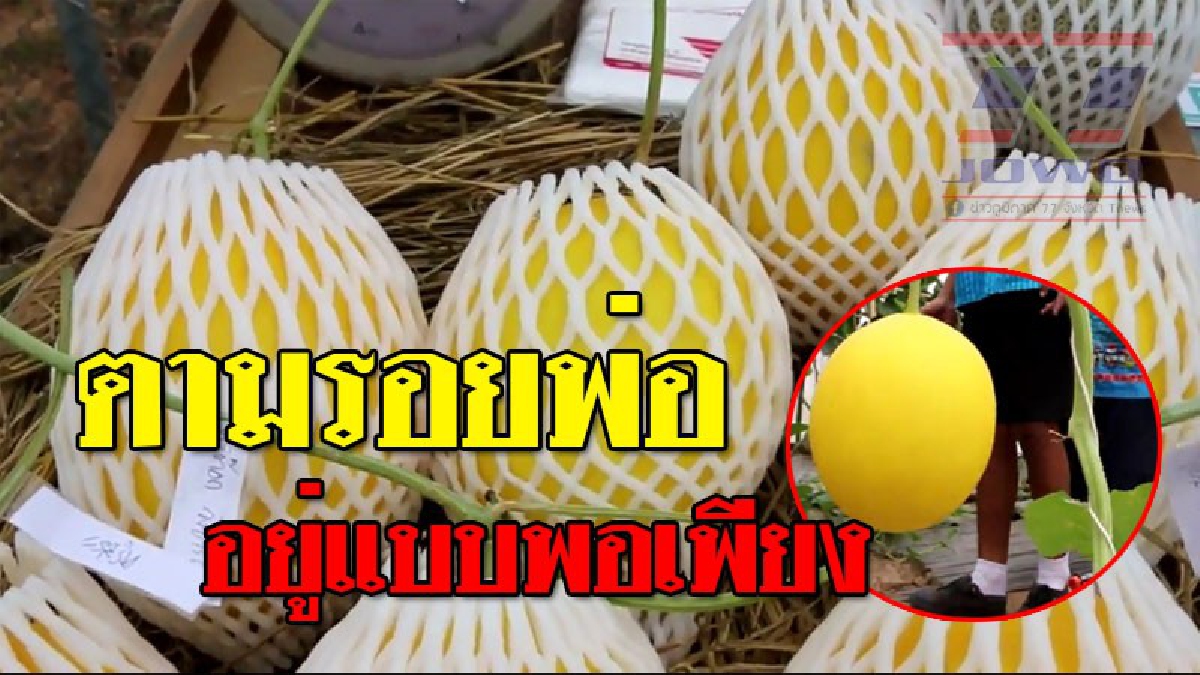 ตามหลักเศรษฐกิจพอเพียง ! ร.ร.วังใหม่พัฒนา นำนักเรียนปลูก &ldquo;เมล่อน&rdquo; สร้างรายได้ ตามรอยพ่ออย่างพอเพียง..!?? (ชมคลิป)