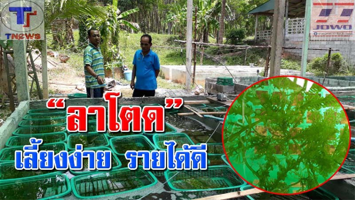 ไอเดียกระฉูด..! ทสม.ควนขัน หันมาเพาะเลี้ยง "ลาโตด" สาหร่ายสีเขียวเคี้ยวกรุบขายได้ทั้งปี เลี้ยงง่ายรายได้งาม! (คลิป)