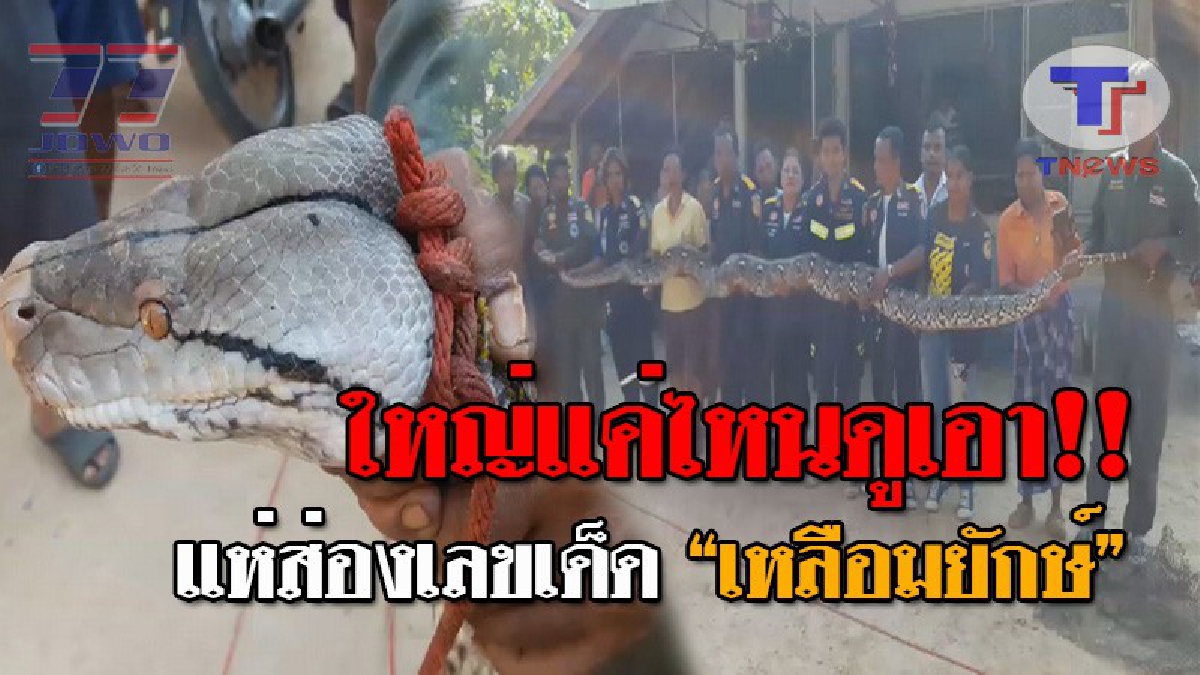 แตกตื่นทั้งหมู่บ้าน..!! หนุ่มสวนยางผงะ พบงูเหลือม ซุกจอมปลวกกลางสวนยาง เข้าไปดูใกล้ๆแทบวิ่งป่าราบ พระเจ้าช่วย..ตัวมันใหญ่มาก!? (ชมคลิป)