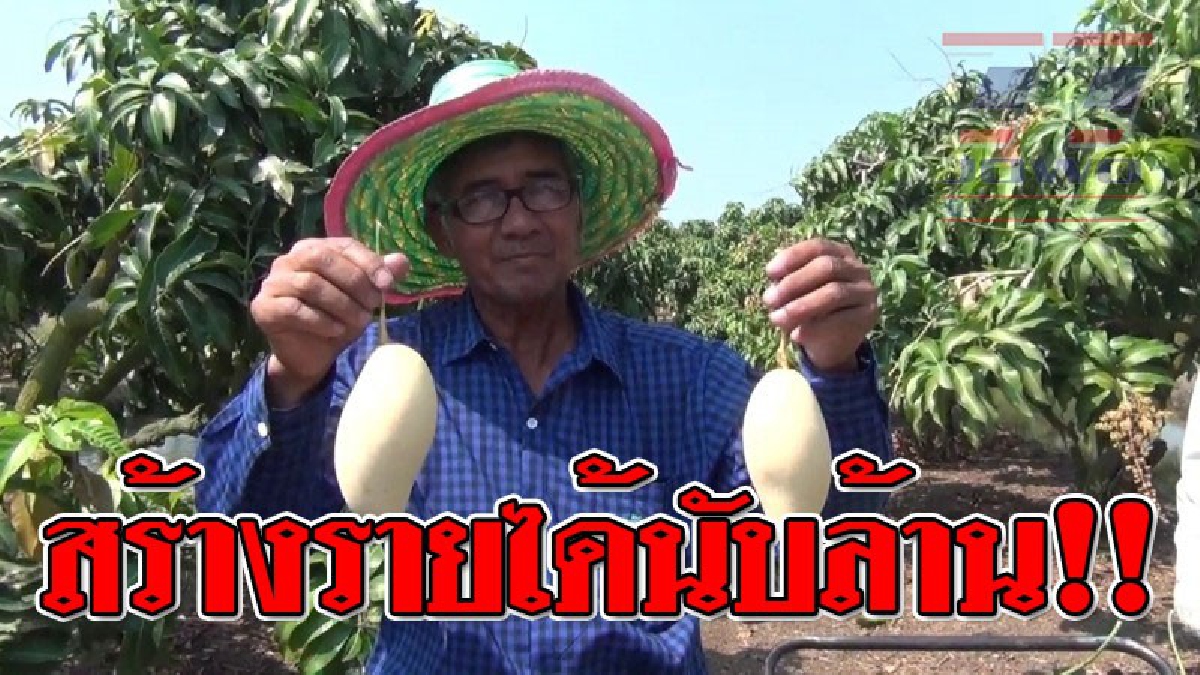 อาชีพเงินล้าน ! ชาวเกษตรกรวัย 59 ปี หันมาปลูกมะม่วงน้ำดอกไม้สีทองส่งออกญี่ปุ่น สร้างรายได้นับล้านบาทต่อปี..!?? (ชมคลิป)