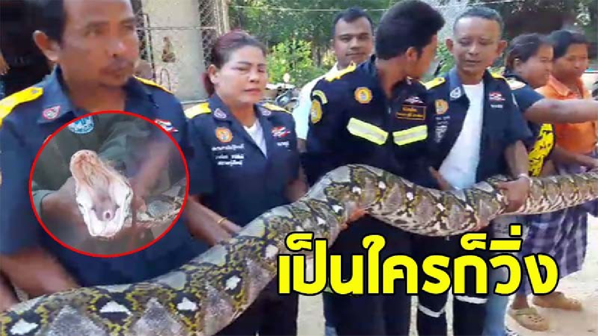 หนุ่มสวนยางแทบช็อค โคตรงูเหลือมยาวเกือบ 6 เมตร จ้องเขม็งจนต้องหนีสุดชีวิต คอหวยไม่พลาด..จับโยงเลขทะเบียนรถกู้ภัยฯจนได้ !? (คลิป)
