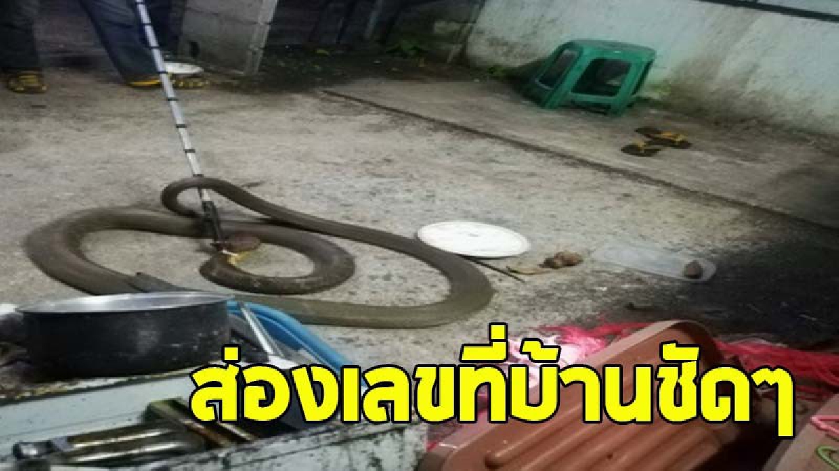 ใจแทบวาย ! จงอางยาวกว่า 4 เมตร บุกบ้าน เลื้อยเข้าในครัว รื้อข้าวของกระจาย ขณะเจ้าของบ้านเตรียมทำมื้อค่ำ (คลิป)