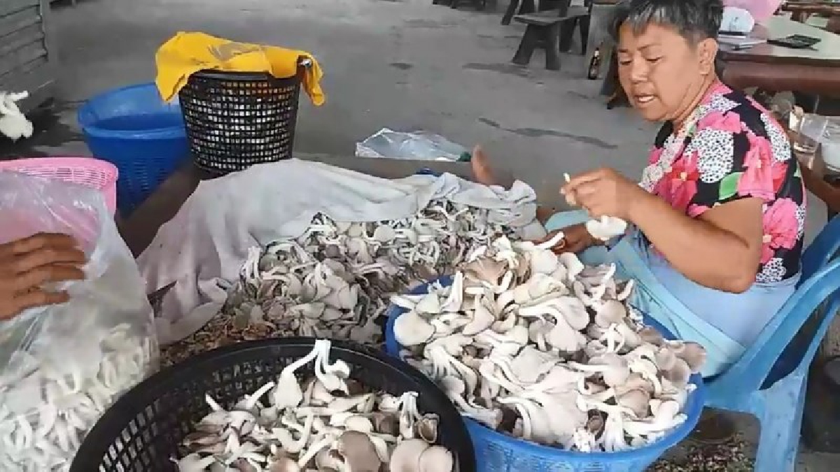 เพาะเห็ดเงินล้าน !! ผุดศูนย์เรียนรู้ฟรีให้ชาวบ้าน เปลี่ยนชีวิต..ก้าวข้ามความยากจน  (ชมคลิป)