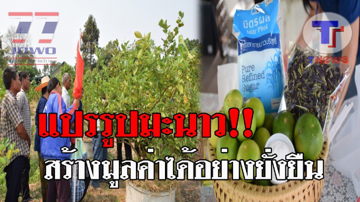 สุดมหัศจรรย์..!! มะนาว ไทยแลนด์ 4.0 เกษตรกรเมืองช้าง ปลูกเอง-แปรรูปเอง  สร้างรายได้งาม!? (ชมคลิป)