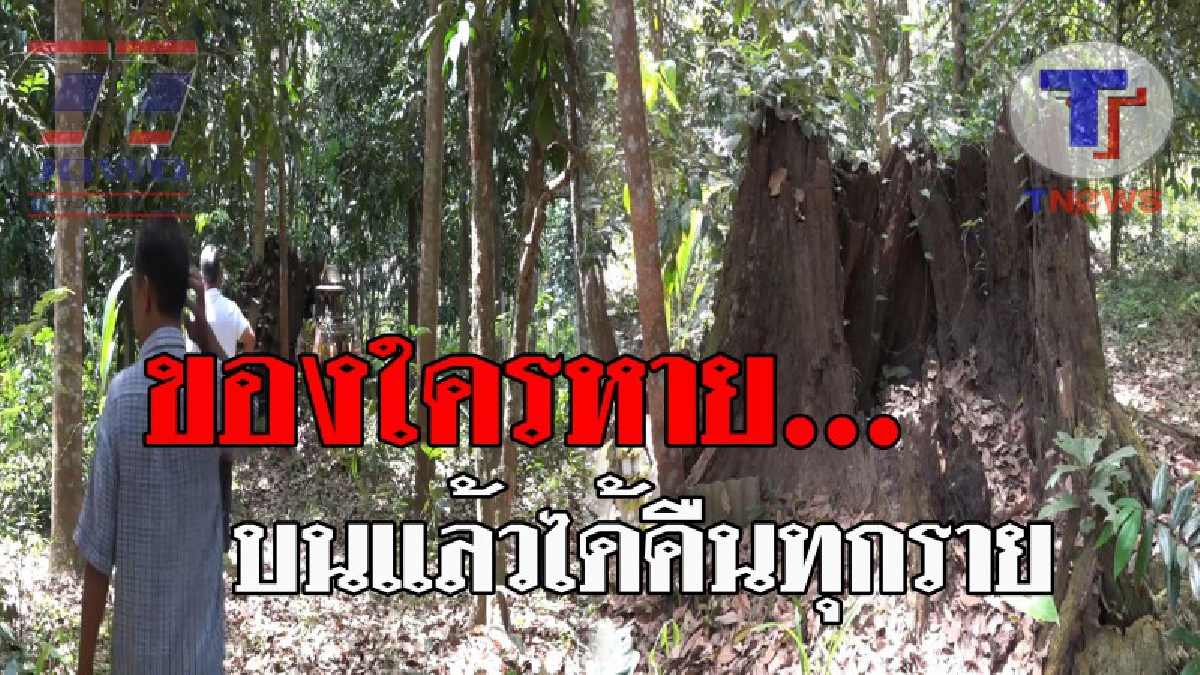 เสียงร่ำลือจากตำนาน..!! ทำเอาชาวบ้านแตกฮือ ตอไม้ตะเคียนอายุ 100 ปี หลังใครมาบนบาน ขอให้เจอของที่หาย สุดขนลุก ไม่นานกลับได้คืนสมใจ!?