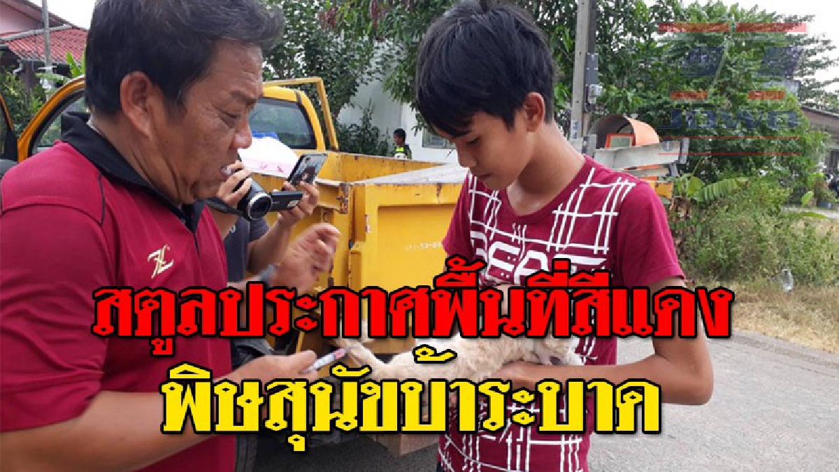 ด่วน !! เมืองสตูลประกาศพื้นที่สีแดง หลังพบเชื้อพิษสุนัขบ้าระบาด จนท.เร่งฉีดวัคซีนป้องกันหมาแมว จรจัด