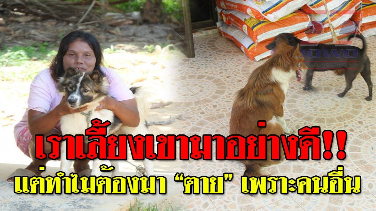 สุนัขก็มีหัวใจ ! เจ้าของโอดครวญสุนัขถูกวางยาตายกว่า 10 ตัว ไม่ทราบสาเหตุ คาดอาจจะเป็นเพราะกลัว "โรคพิษสุนัขบ้า" แต่มั่นใจเราฉีดวัคซีนประจำ