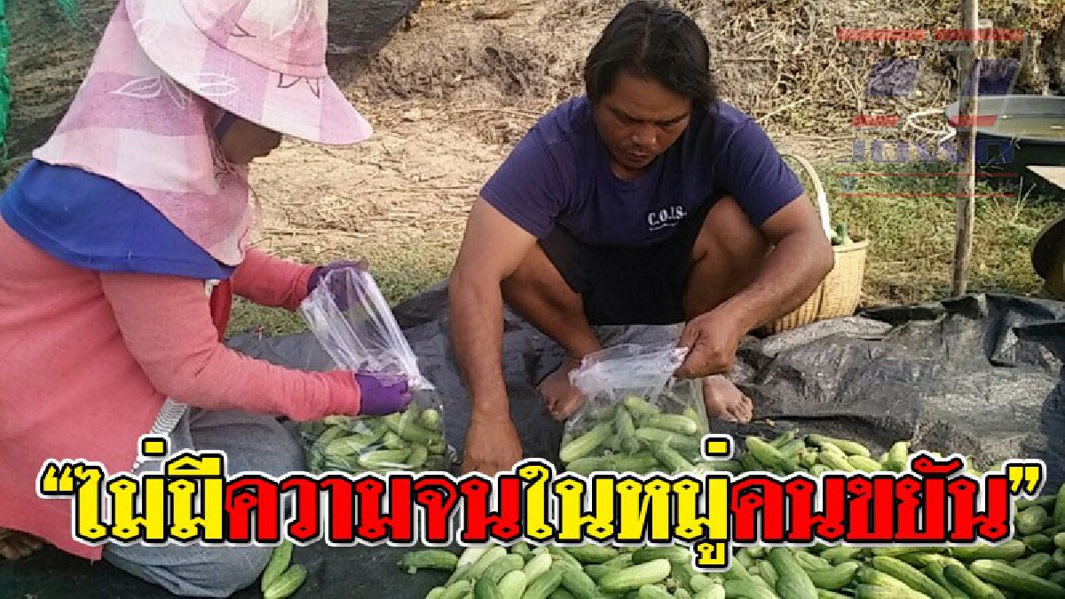 ฮึดสู้..ไม่ยอมแพ้!! 2 สามีภรรยาเมืองช้าง พลิกวิกฤตให้เป็นโอกาส หันมาปลูกพืชใช้น้ำน้อย สู้ภัยแล้ง เพื่ออนาคตวันข้างหน้าของลูกหลาน..!!