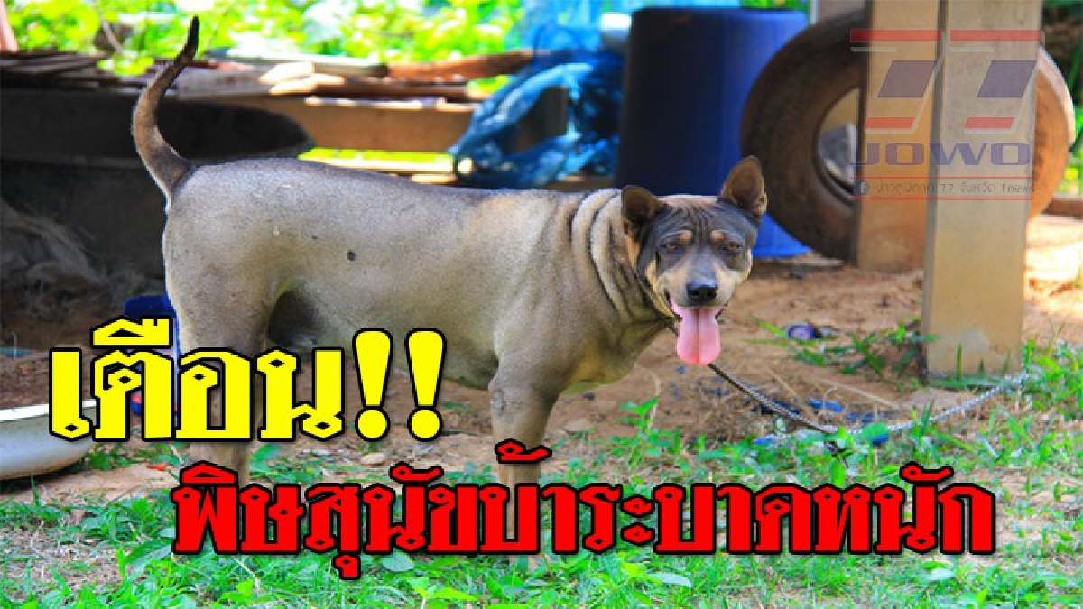 ประกาศพื้นที่อันตราย ! อำเภอนาแกประกาศเป็นเขต "พิษสุนัขบ้าระบาด" หลังพบเชื้อในสุนัขกัดคน (มีคลิป)