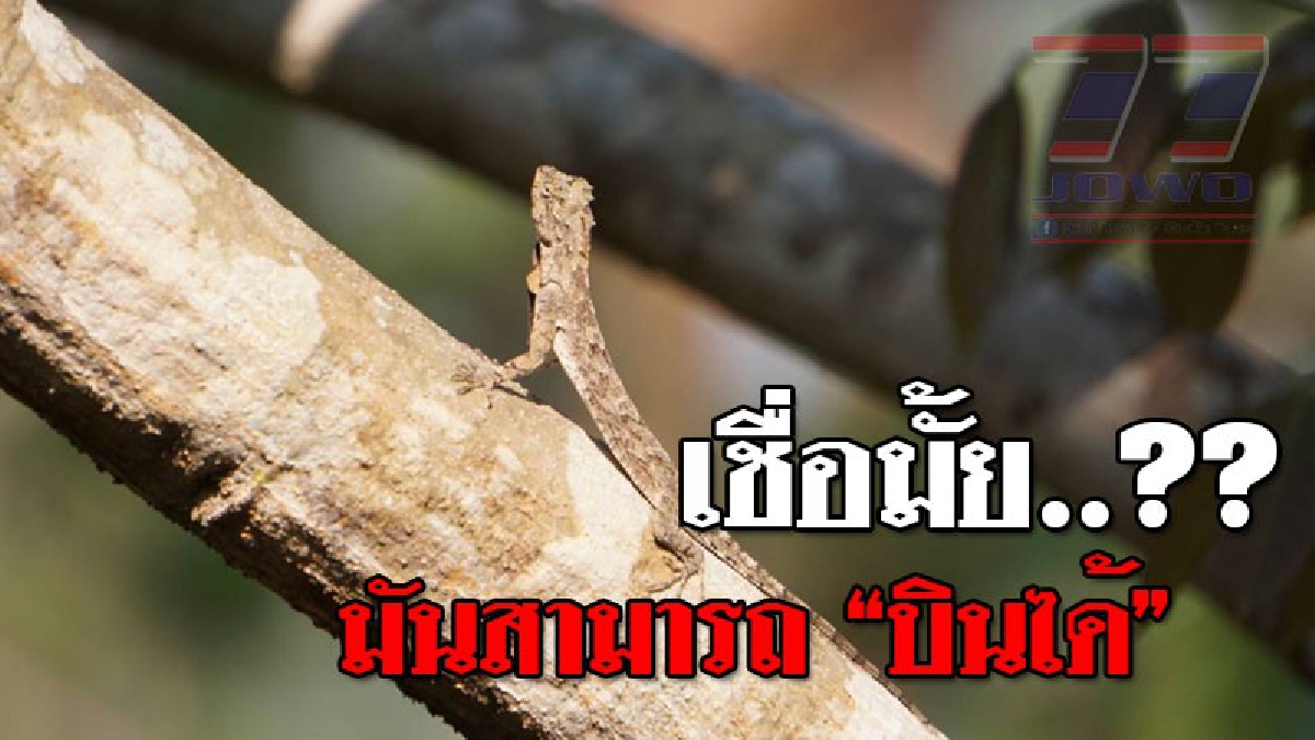 เรื่องแปลกในประเทศ ! สัตว์สุดแปลกเชื่อว่าหลายคนไม่เคยเห็น มีลักษณะคล้ายกิ้งก่า แต่มีปีกใต้คางที่สามารถ "บิน" ได้..!?? (ชมคลิป)