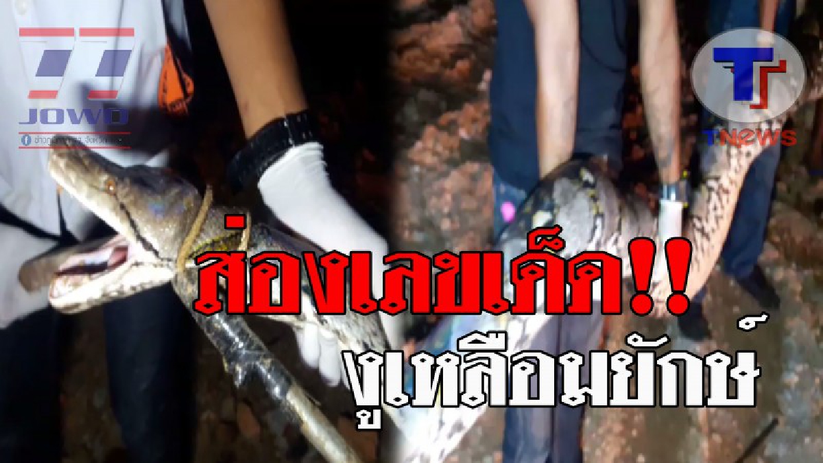 อสรพิษโคตรสยอง..!! 2 ผัวเมียชาวสวนยาง เผ่นกันป่าราบ พบ "งูเหลือมยักษ์" หนักเกือบ 120 กก. เลื้อยย่องจ้องเขม็ง ดวงตาแดงก่ำ เหมือนอยากเขมือบ!?