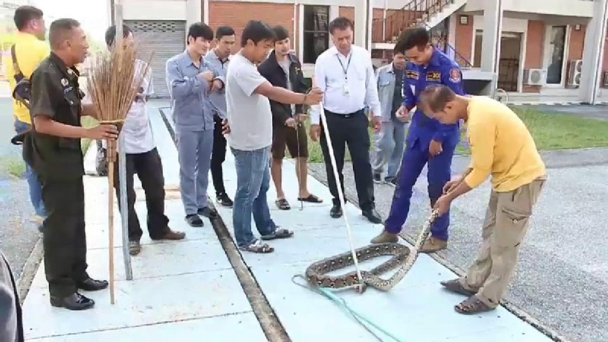 สุดป่วน ! งูเหลือมขนาดใหญ่ 2 ตัวเลื้อยเข้าสถานีการไฟฟ้าฝ่ายผลิต เสี่ยงทำไฟฟ้าดับเป็นวงกว้างทั้งเมืองราชบุรี (คลิป )
