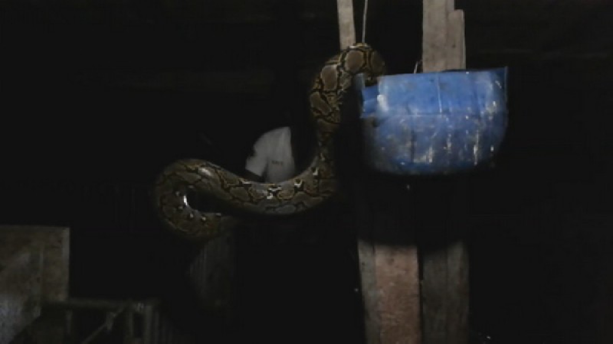 งูเหลือมยักษ์หิวโซ เขมือบไก่ 2 ตัว ไม่หนำใจ  เลื้อยเข้าคอกหมู หวังเขมือบลูกหมู  (ชมคลิป)