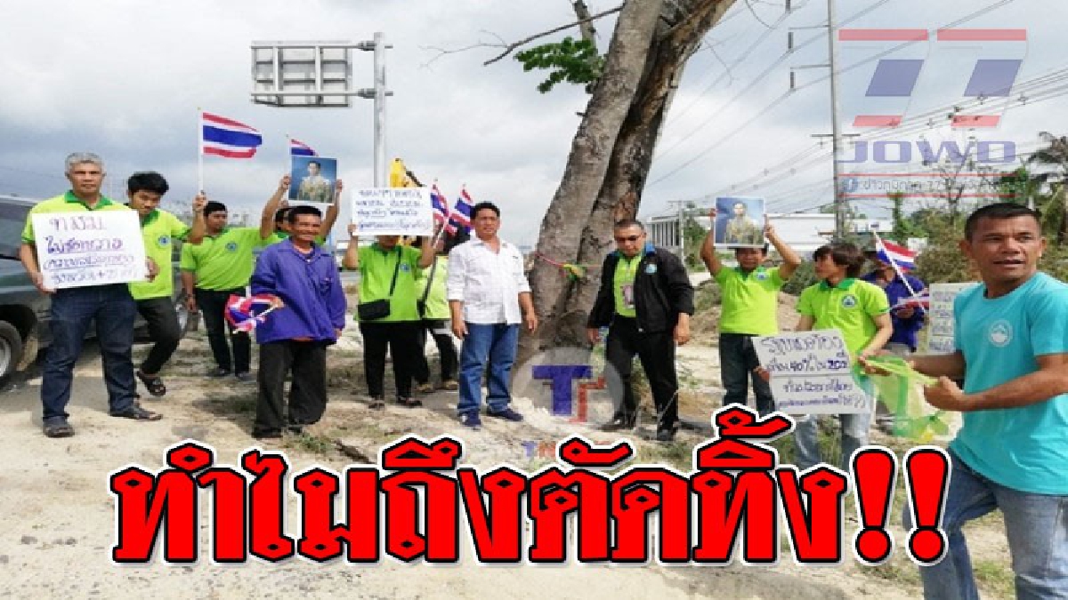 ทำไมคุณทำแบบนี้!?? ชาวบ้านโวย ผู้รับเหมาปรับขยายถนนไม่สนใจตัดต้นไม้ อายุกว่า 20 ปีทิ้ง แทนที่จะขุดทั้งต้นส่งมอบให้โรงเรียนในพื้นที่ไปดูแลแทน