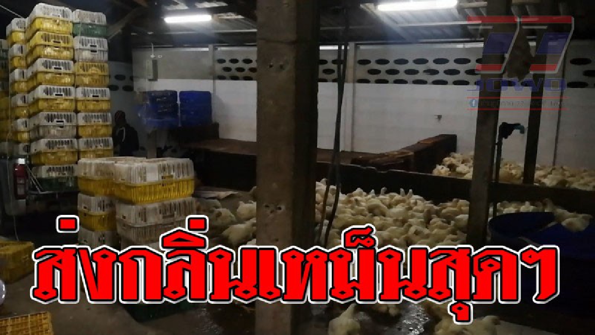 เหม็นขนาดนี้ใครจะทน ! ปิดล้อมตรวจค้นโรงเชือดไก่ หลังส่งกลิ่นเหม็น หากพบไม่มีใบอนุญาติสั่งปิดทันที..!??