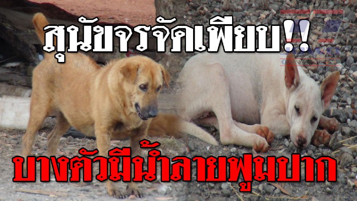 อัยหย่า...เจองี้ใครก็กลัว!! หมาจรจัดถูกทิ้งสนามบินสตูล พบน้ำลายฟูมปากไหลยืดชาวบ้านสุดผวาหวั่นเป็น "โรคพิษสุนัขบ้า"