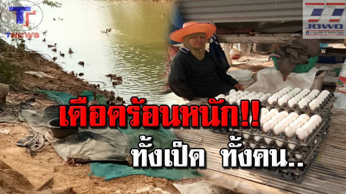 เกษตรกรผู้เลี้ยงเป็ดไล่ทุ่งครวญหนัก..ประสบปัญหาภัยแล้ง จำเป็นต้องขายเป็ดทิ้ง เพราะแหล่งน้ำไม่เพียงพอ ทำรายได้ลดลงอย่างมาก (มีคลิป)