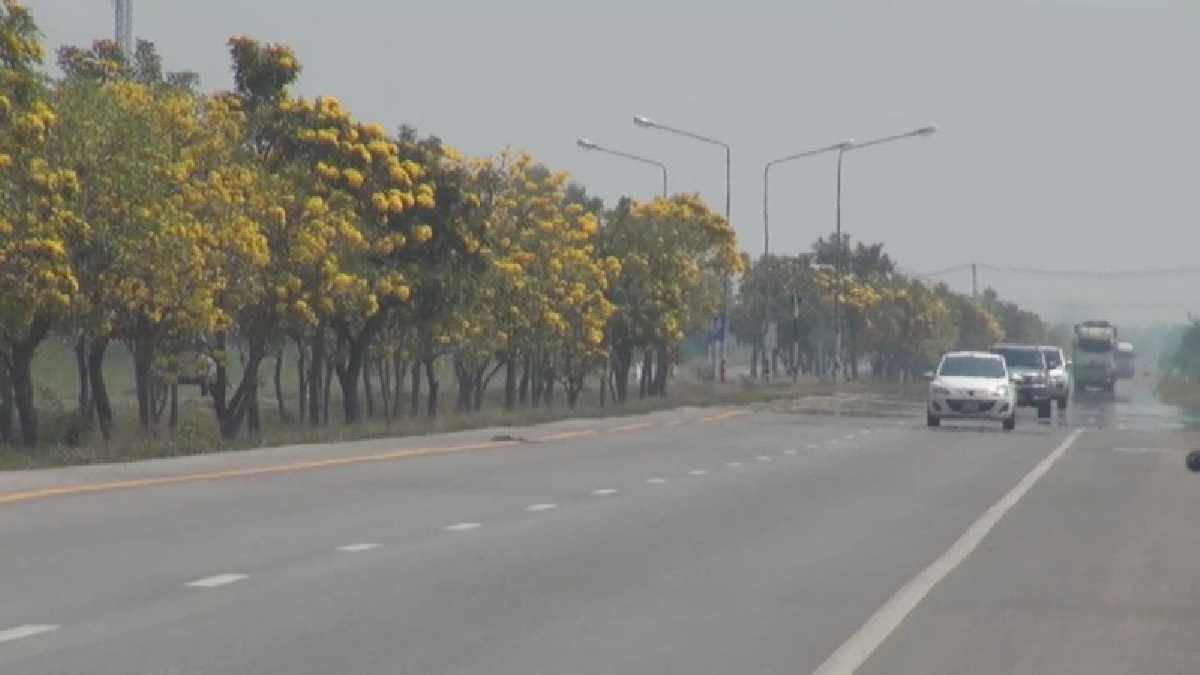 เจริญตา..ต้นเหลืองปรีดียาธรออกดอกบานสะพรั่งริมถนนสุโขทัย-ตาก