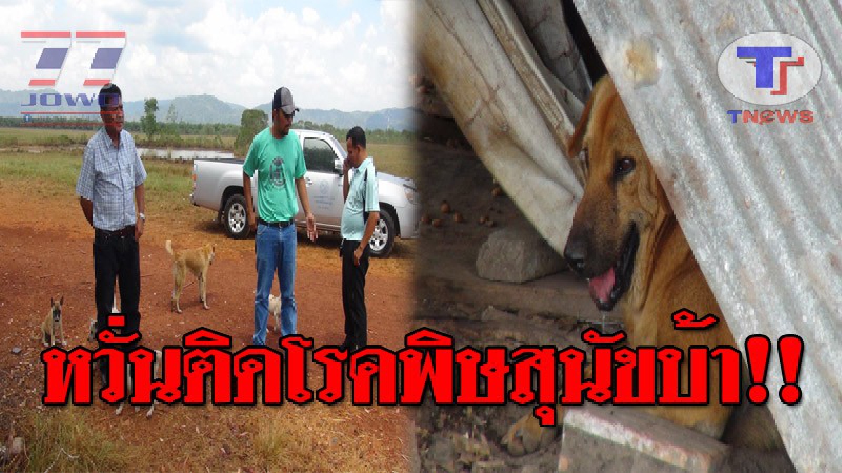 จนท.ปศุสัตว์ อ.สตูล ลงจับสุนัขจรจัด หลังมีน้ำลายยืดเยิ้ม หวั่นเป็นโรคพิษสุนัขบ้า เร่งตรวจสอบอาการ แต่สุดท้ายกลับคว้าน้ำเหลว!? (ชมคลิป)