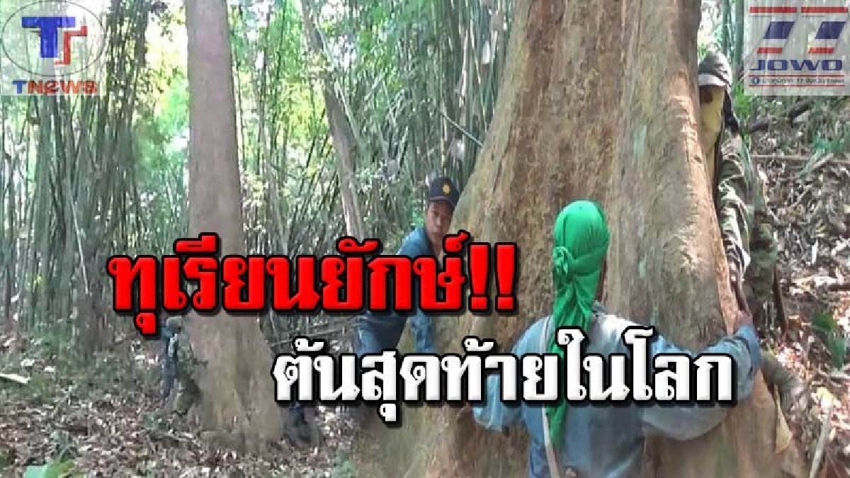 ใหญ่กว่านี้ไม่มีอีกแล้ว !! สุดฮือฮา "ต้นทุเรียนยักษ์" เชื่อพันธุ์หมอนทอง อายุกว่า 200 ปี ต้นสุดท้ายที่เหลือกลางป่าเพียงต้นเดียว (คลิป)