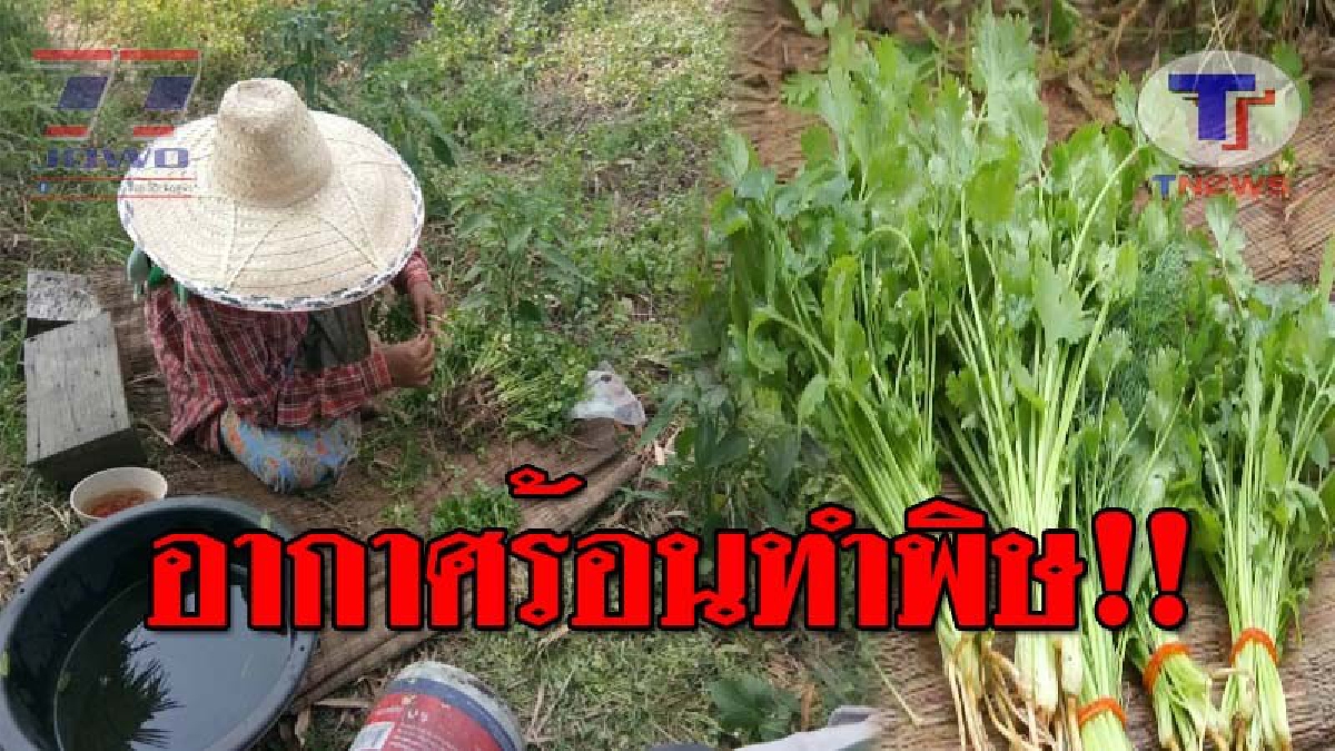 เดือดร้อนหนัก..!! อากาศร้อนจัด ส่งผลกระทบต่อ เกษตรกรปลูกผักชีขาย ทำผลผลิตเสียหายยับ รายได้ก็ลดน้อยลง!? (ชมคลิป)