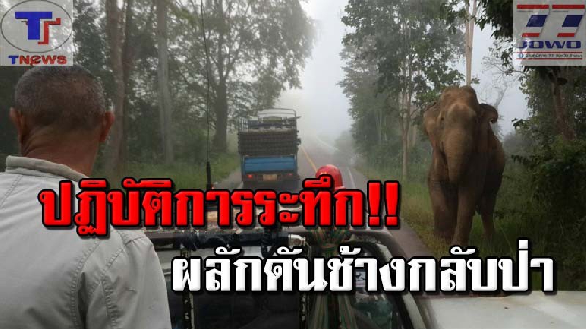 สุดระทึก !! วินาที จนท.ชุดผลักดันช้างป่าปฏิบัติหน้าที่ หลังชาวบ้านร้อง ช้างป่าดักรอกินสับปะรดบนถนนหนองพลับ- ป่าละอู (คลิปเหตุการณ์)