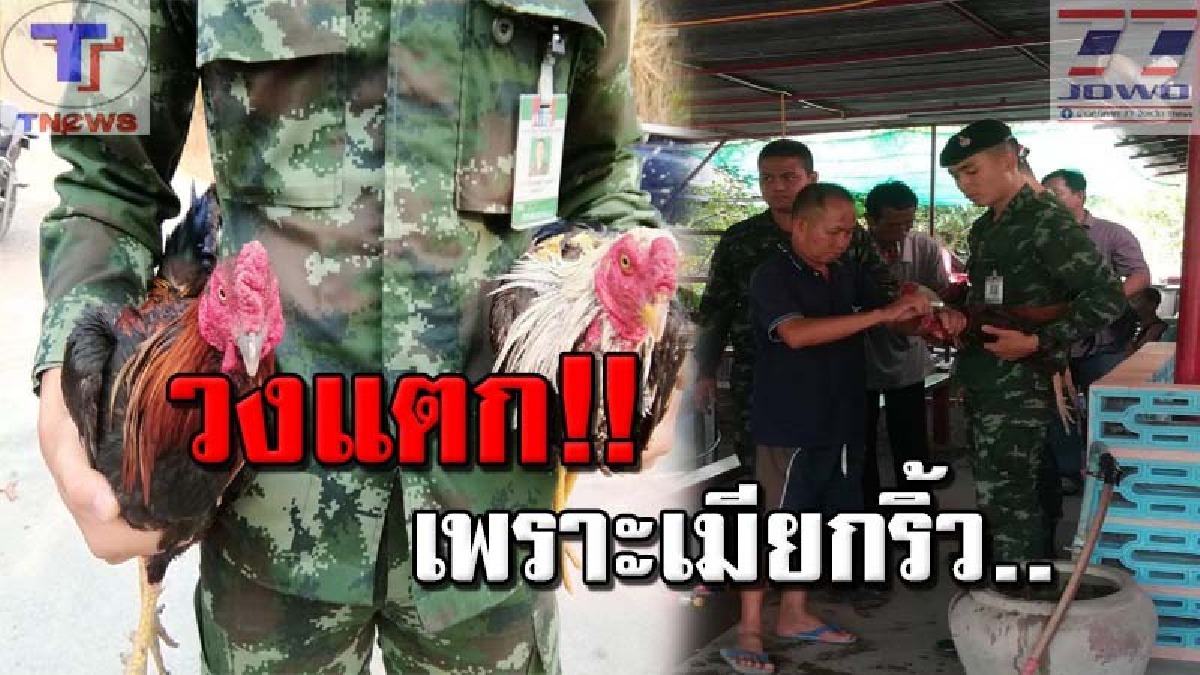 เมียสุดทน..ผัวเซียนพนันไก่ชนเถื่อน อ้างคนมีสีคุ้มครอง กู้เงินร้อยละ 20 ไปเล่นพนัน ตัดสินใจ! แจ้งทหารบุกรวบวงแตกกระเจิง (คลิป)