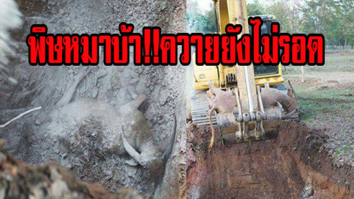 สุดอันตราย..ควายยังไม่รอด !!ควายติดเชื้อพิษสุนัขบ้า คลุ้มคลั่งเห่าหอนเหมือนหมาจนตาย จนท.ชี้ติดพิษสุนัขบ้าต้องขุดหลุมฝังกันเชื้อระบาด